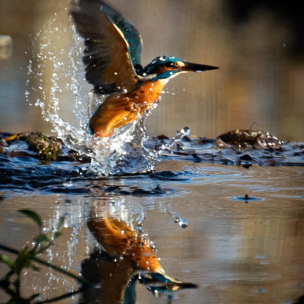 ijsvogel ijsvogel